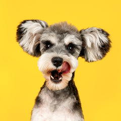 Collection image for: Dogs