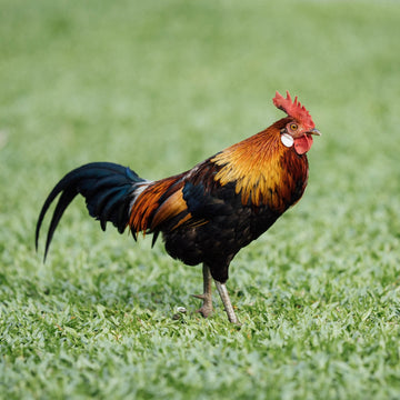 Chicken & flock
