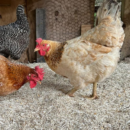 Hurdz Hemp Small 8lb (25 Liter) Animal Hemp Bedding