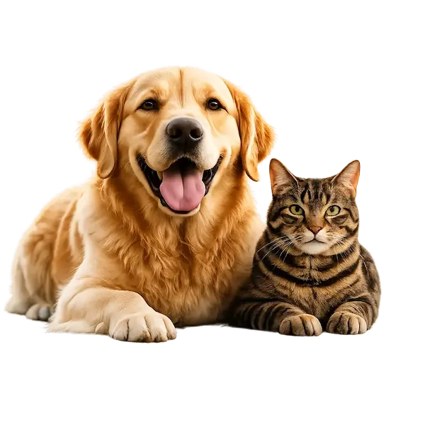 Pet Bowlz — Save 10% on your first order