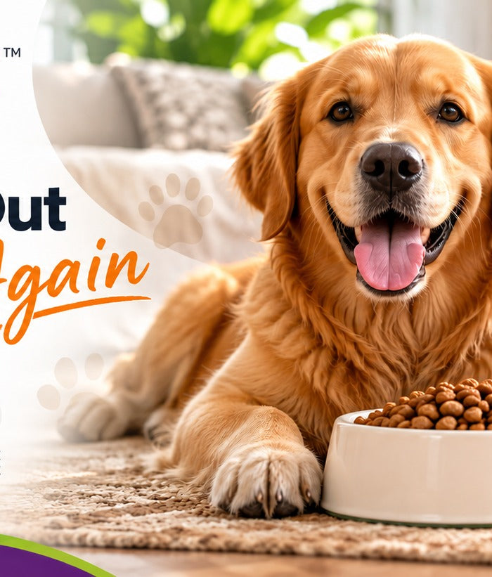 Never run out of pet food again: set up AutoShip at PetBowlz