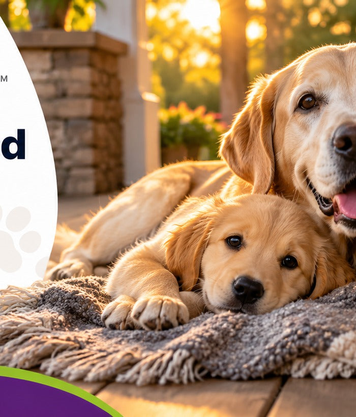 PetBowlz: family-owned pet experts since 1987