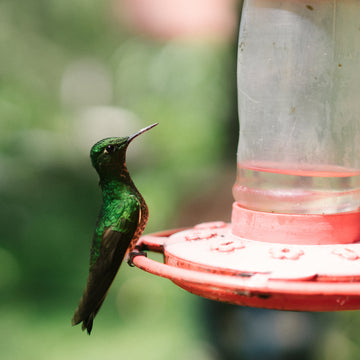 Wild bird