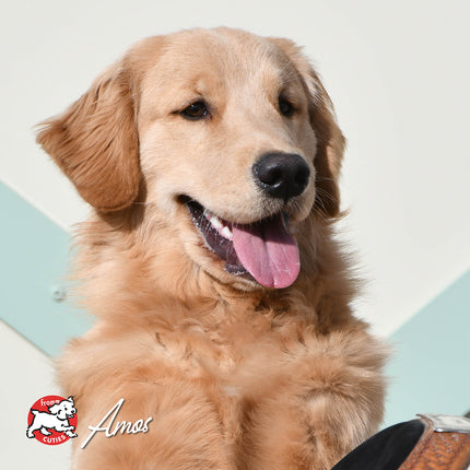 Fromm Four-Star Nutritionals Surf & Turf Recipe Food for Dogs