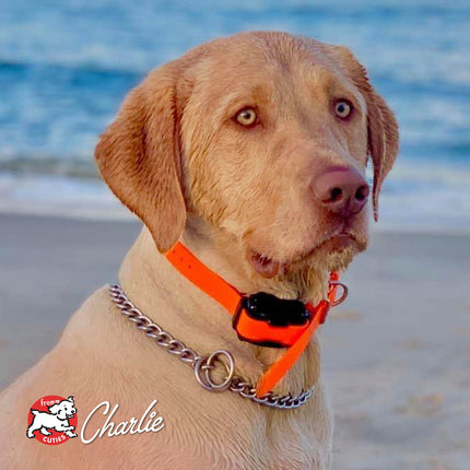 Fromm Four-Star Nutritionals Salmon Tunalini Recipe Food for Dogs