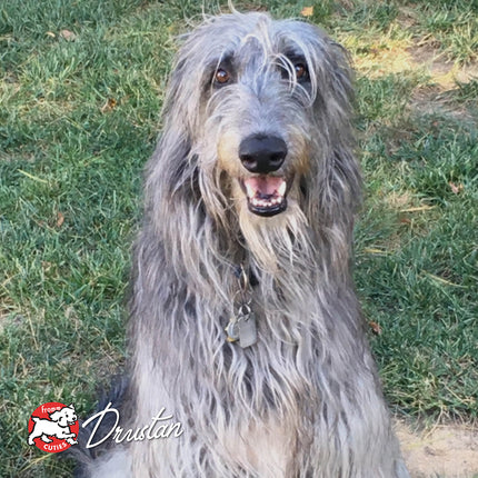 Fromm Four-Star Nutritionals Highlander Beef, Oats, 'n Barley Recipe Food for Dogs