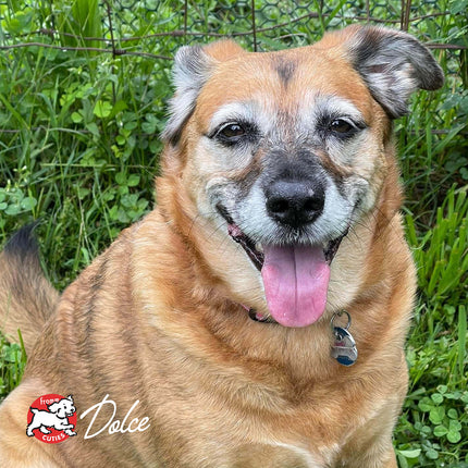 Fromm Family Reduced Activity & Senior Gold Food for Dogs