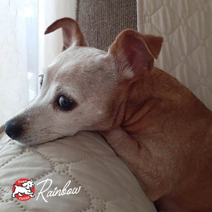 Fromm Family Reduced Activity & Senior Gold Food for Dogs