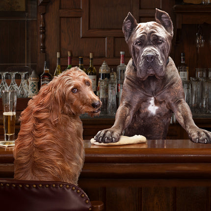Fromm Family Heartland Gold Adult Food for Dogs
