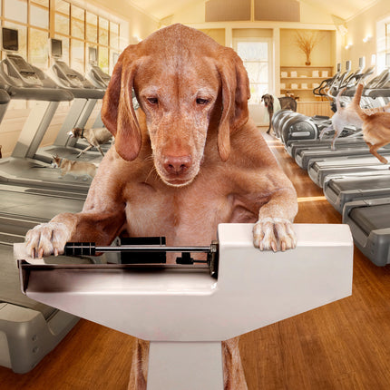 Fromm Family Weight Management Gold Food for Dogs