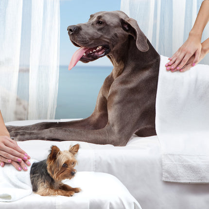 Fromm Family Reduced Activity & Senior Gold Food for Dogs