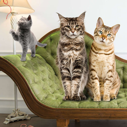 Fromm Family Kitten Gold Food for Cats