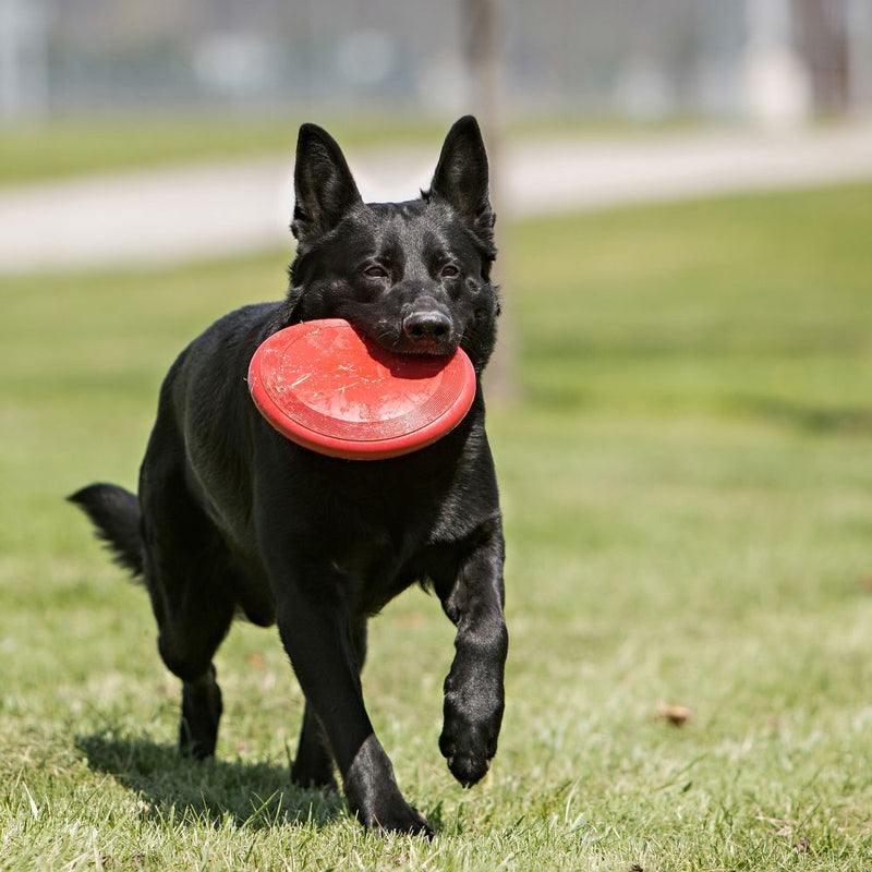 KONG CLASSIC FLYER DOG TOY FRISBEE